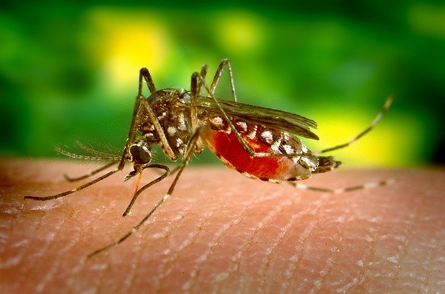 Salud refuerza la vigilancia frente al mosquito tigre en colaboración con los ayuntamientos